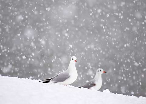 Seagull gulls in winter