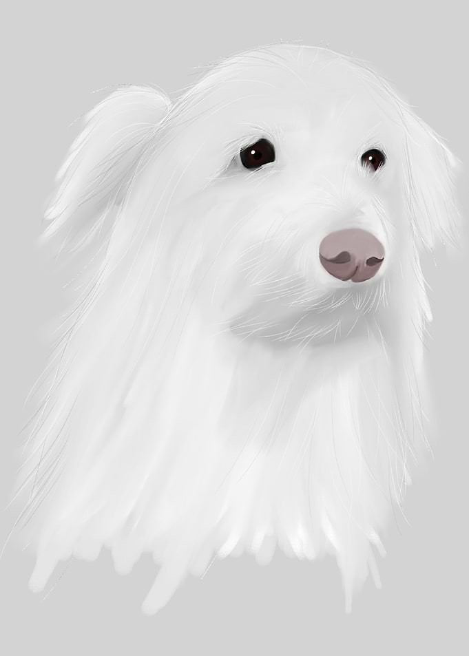 Kimi