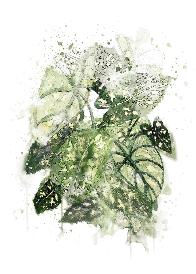 Abstract Philodendron