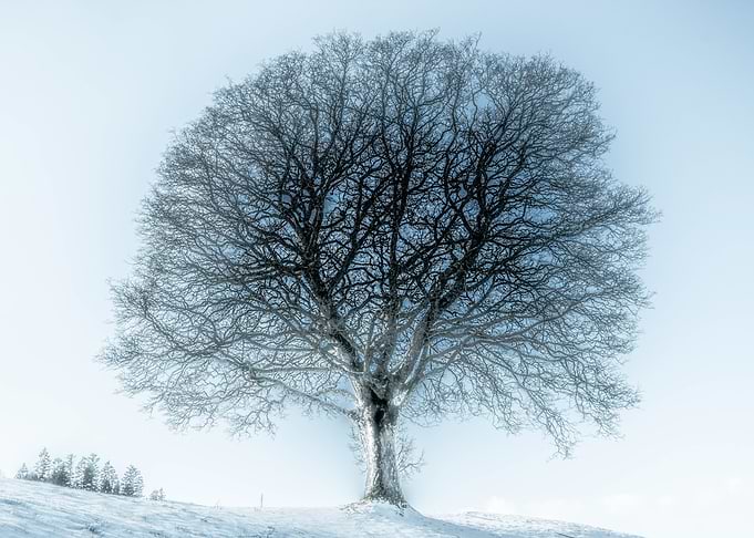 Magical Tree