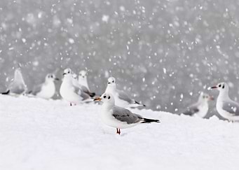 Seagull gulls in winter