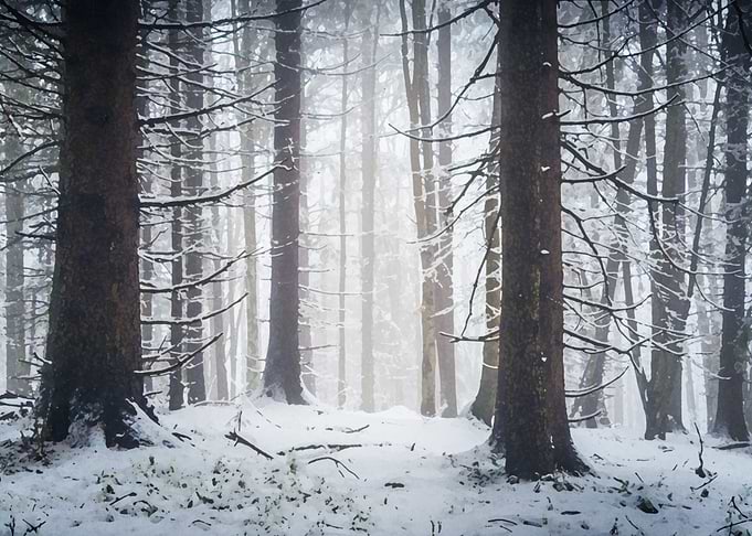 Snow trees