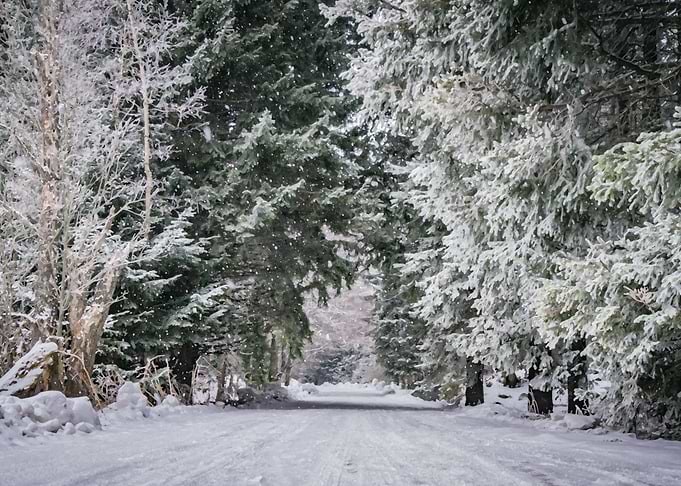 Snow forest tunel