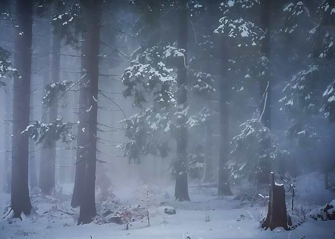 Foggy mountain forest