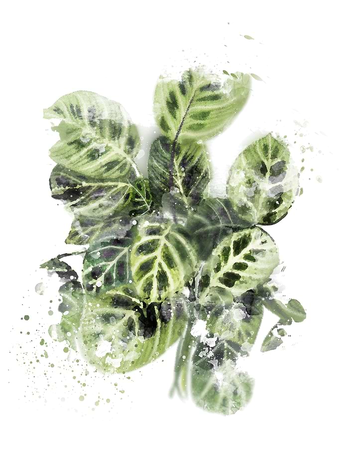 Abstract Prayer Plant