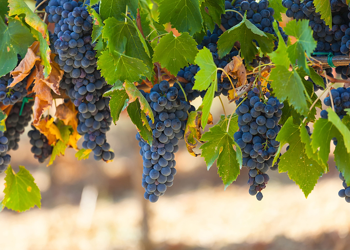 Bunches of red grapes
