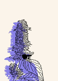 Giant Hyssop