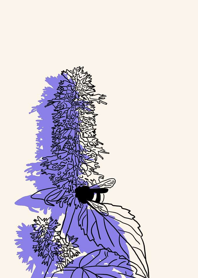 Giant Hyssop
