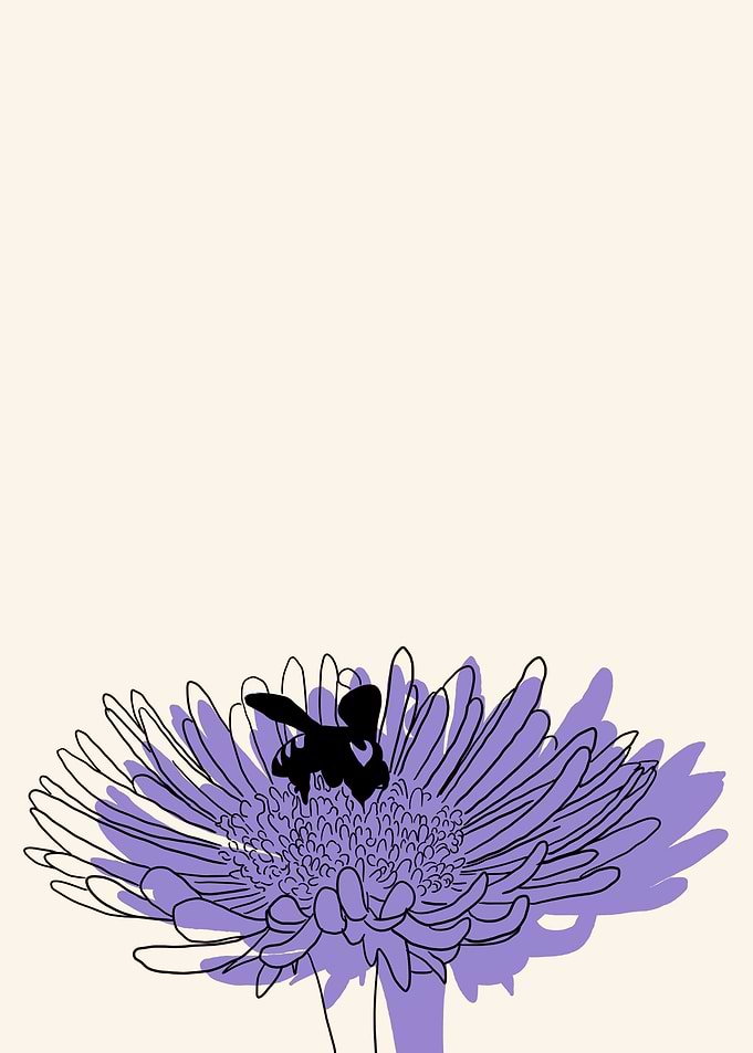 Aster
