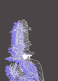 Giant Hyssop