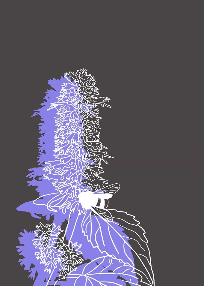 Giant Hyssop