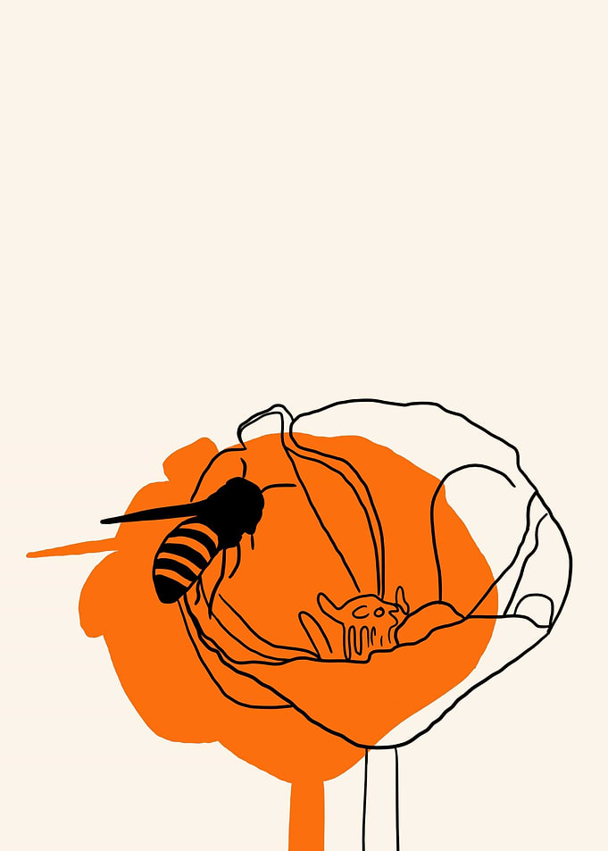 California Poppy