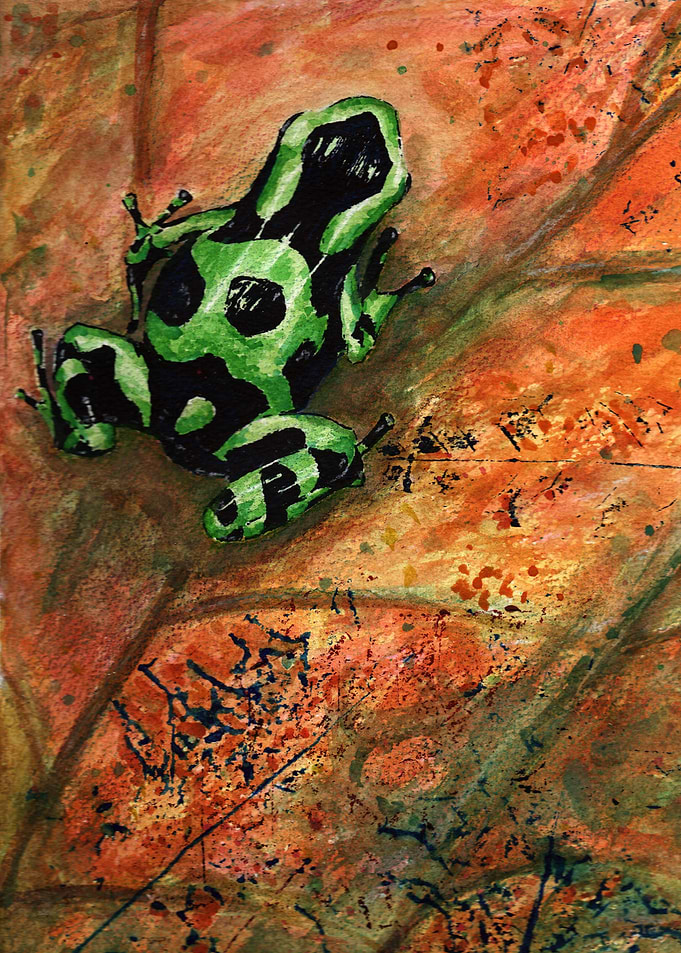 frog Dendrobates auratus