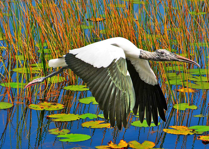 wood stork in flight