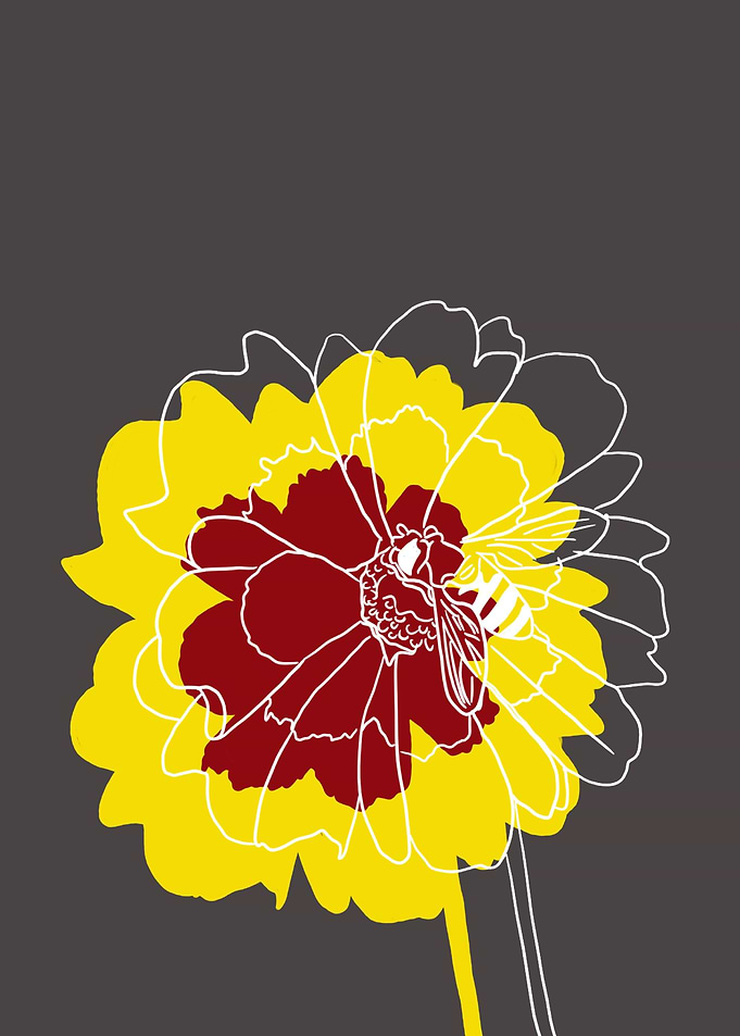 Coreopsis