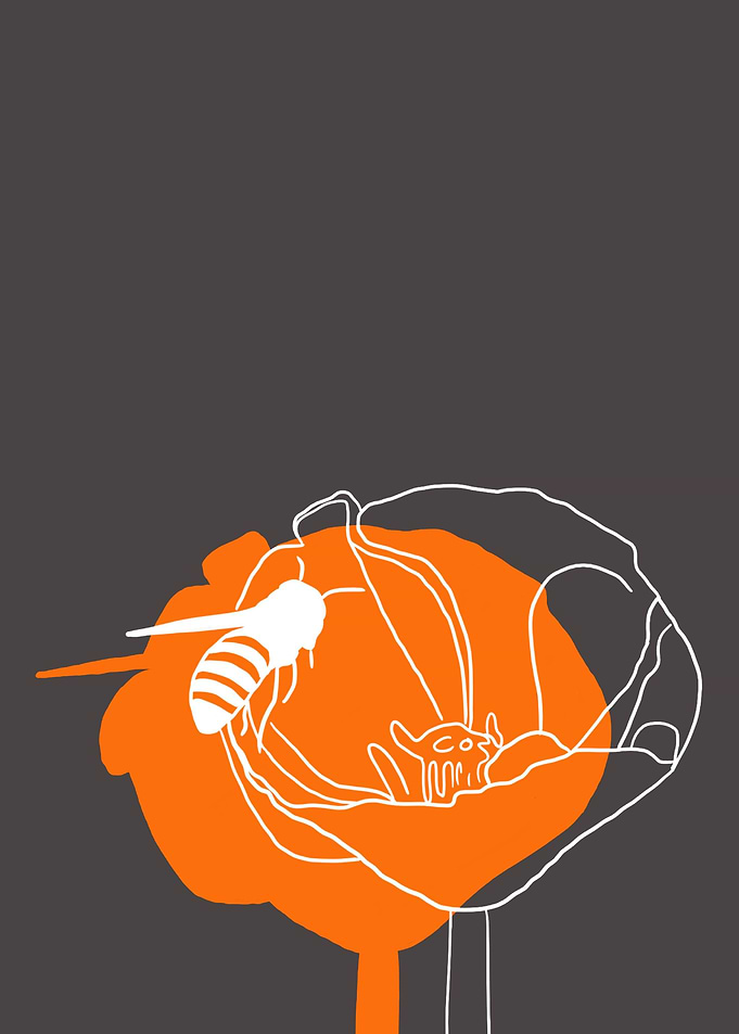 California Poppy