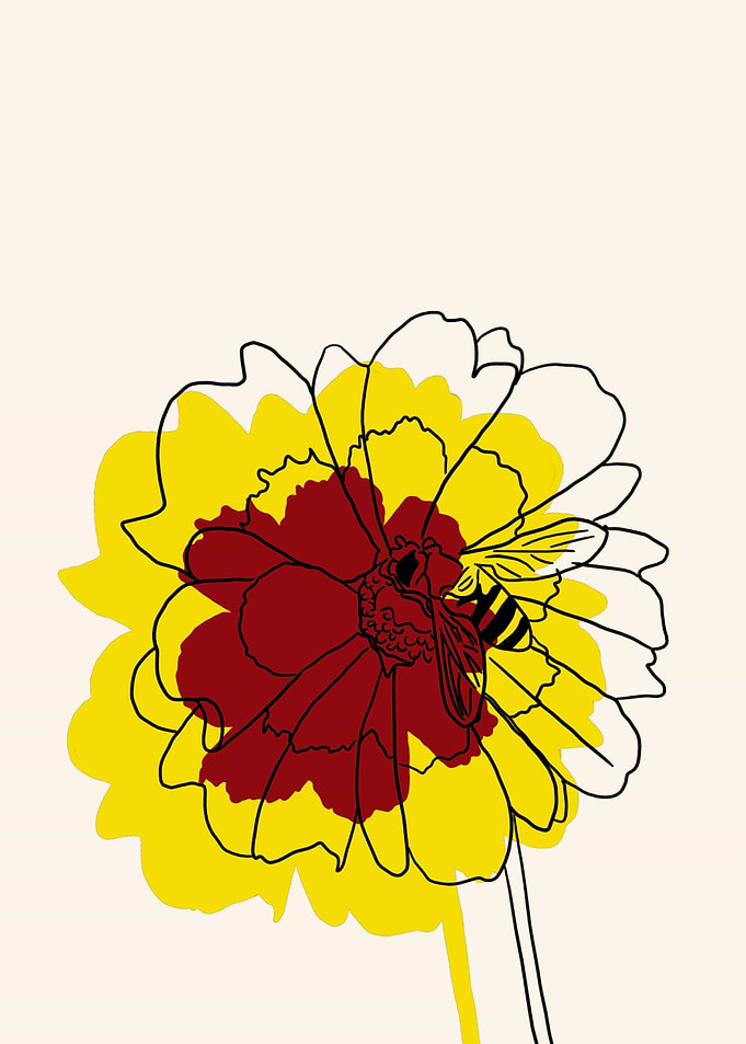 Coreopsis
