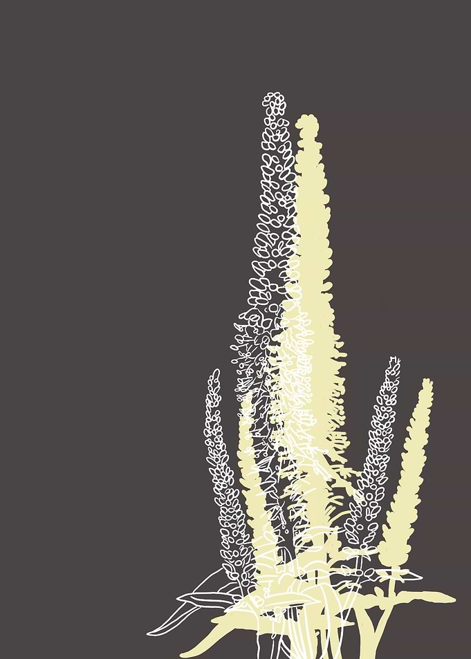 Culvers Root