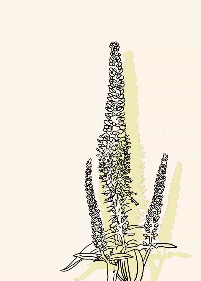 Culvers Root