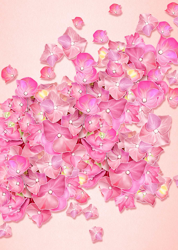 Hyrdrangea