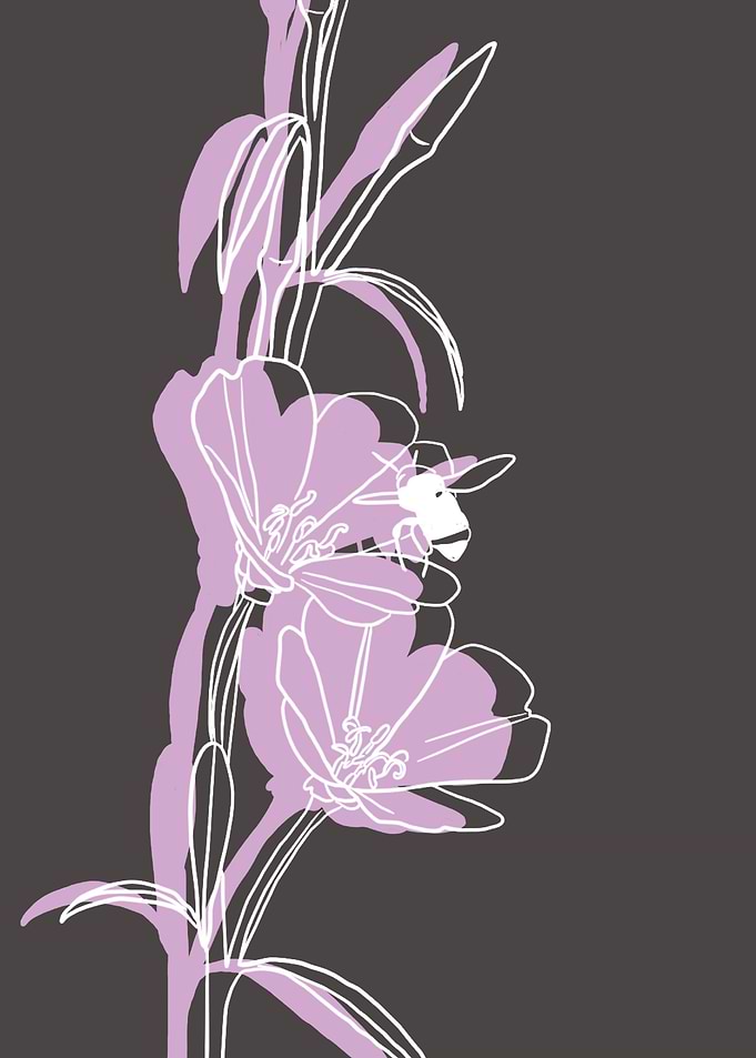 Clarkia