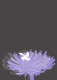 Aster