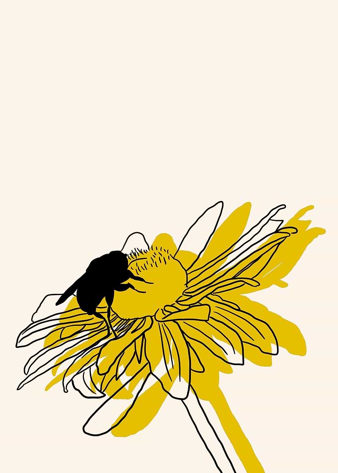 Black Eyed Susan