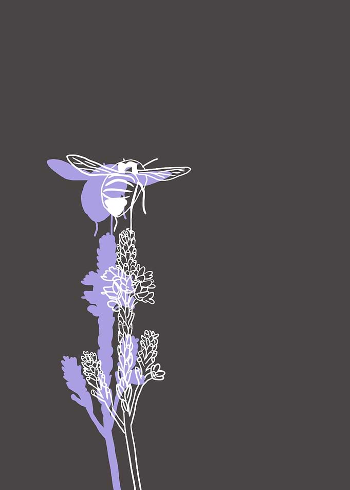 Blue Vervain