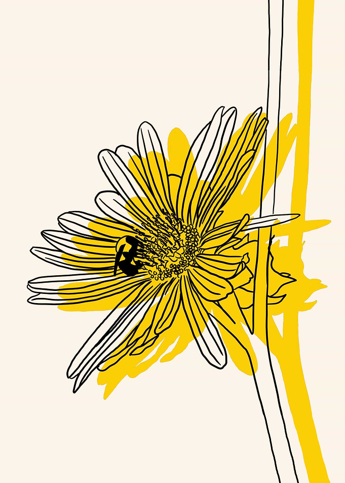 Compass Plant