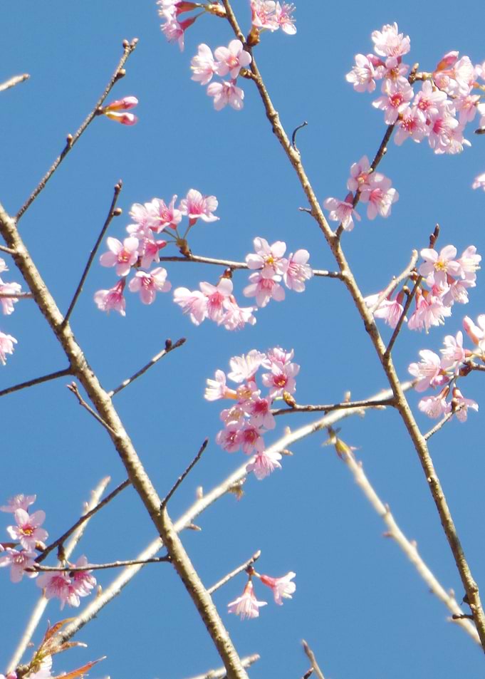 Sakura flower
