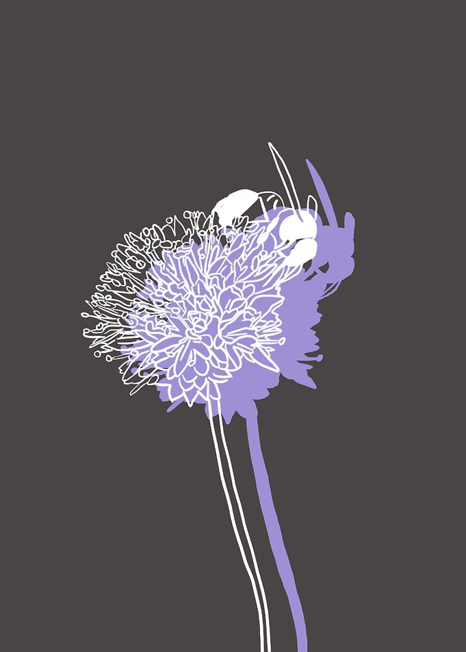 Globe Gilia