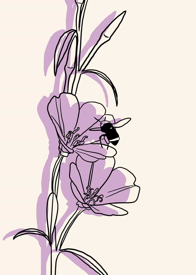 Clarkia