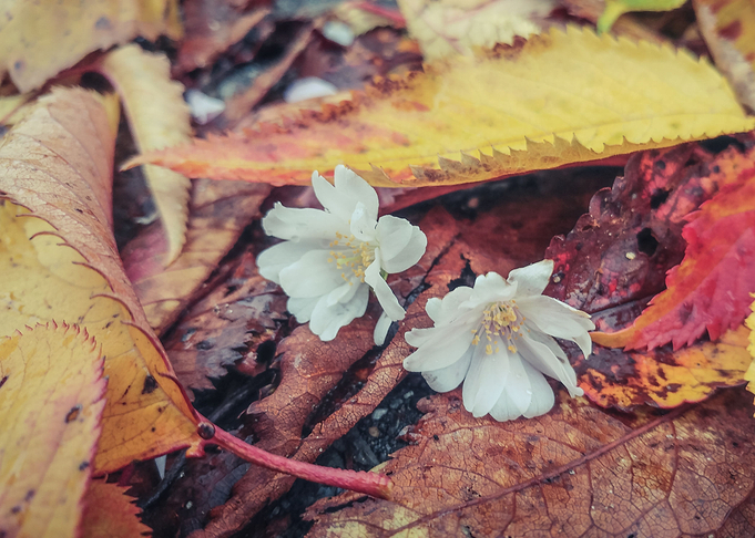 Fall Blossom