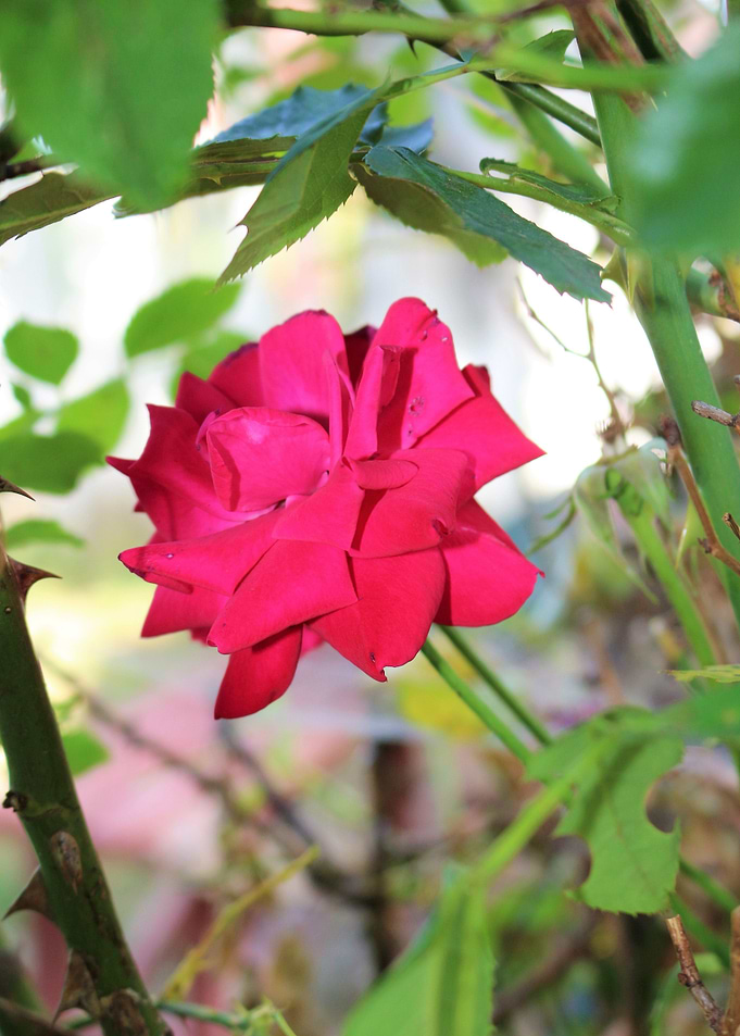 Red rose