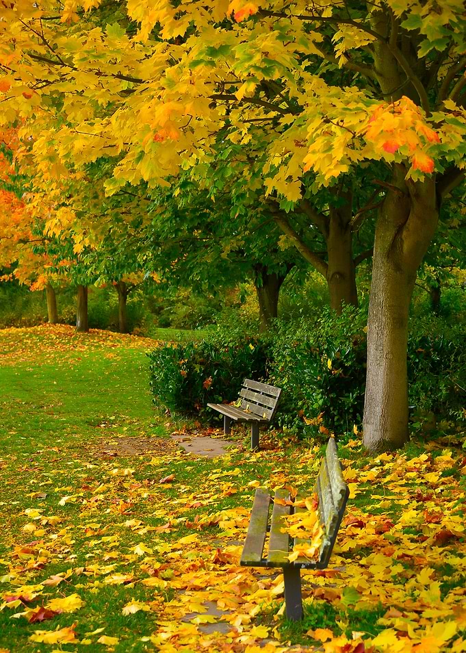 Autumn Bench