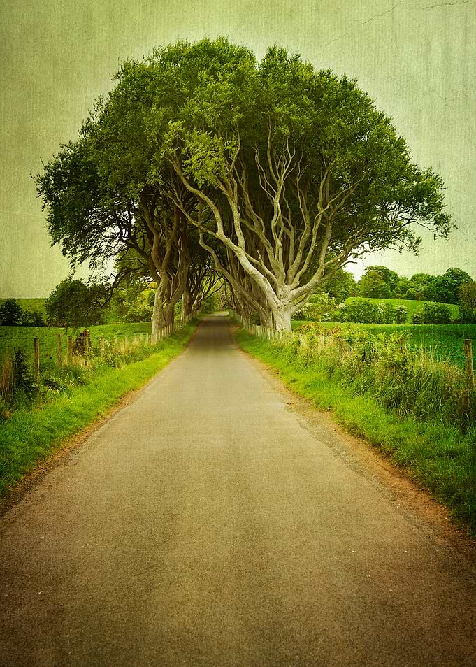 Path trough Trees