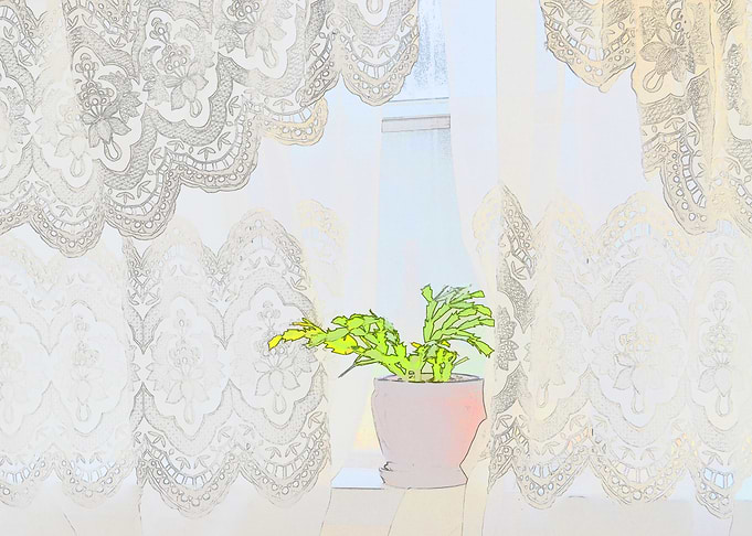 Christmas Cactus