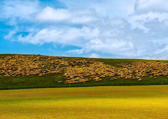 Yellow Heather