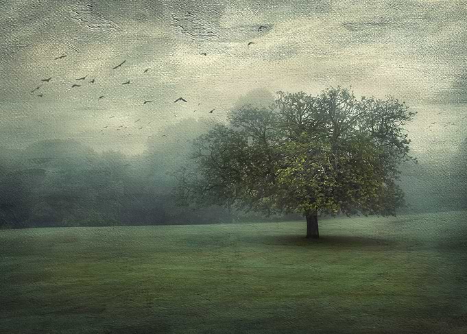 One Tree