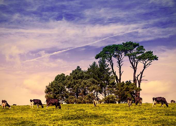 Cows