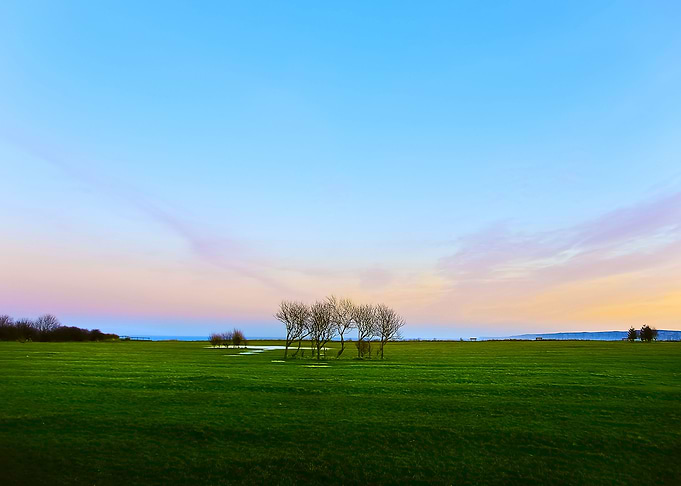 Trees