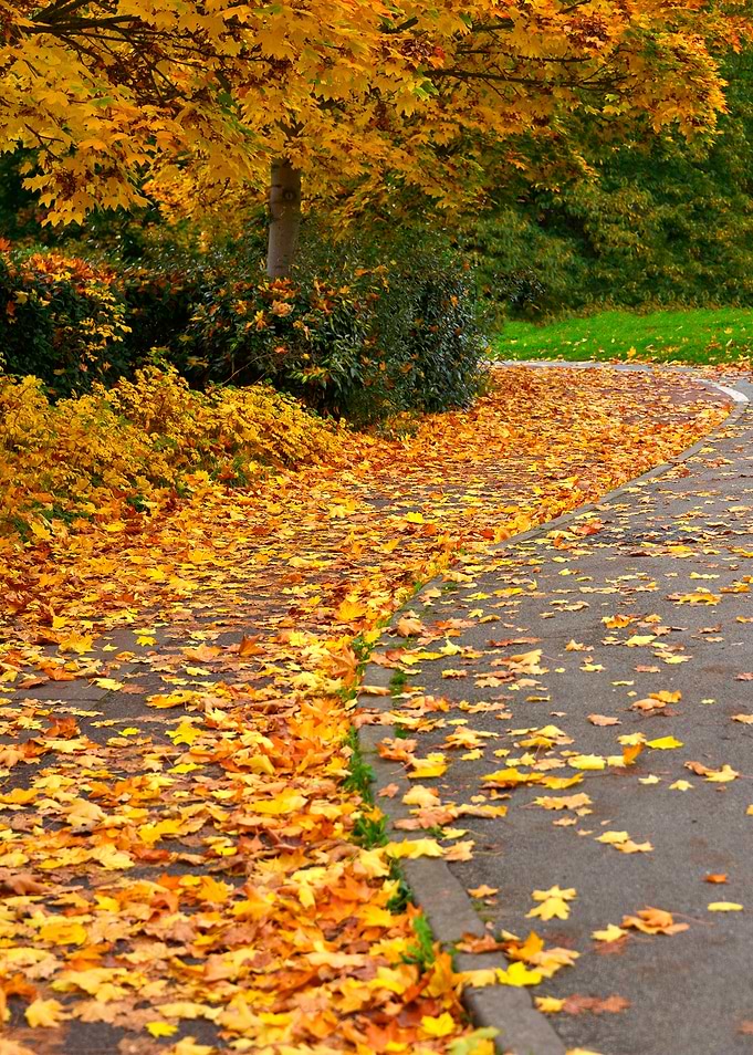 Autumn Leaves