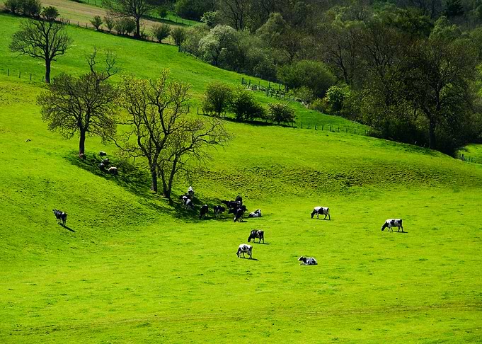 Cows