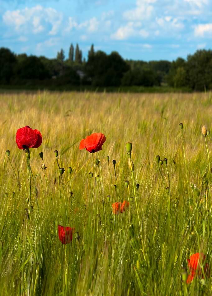 Poppies