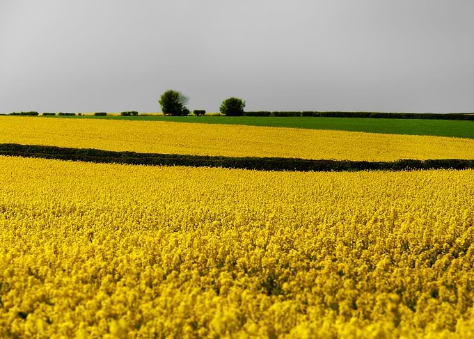 Meadow