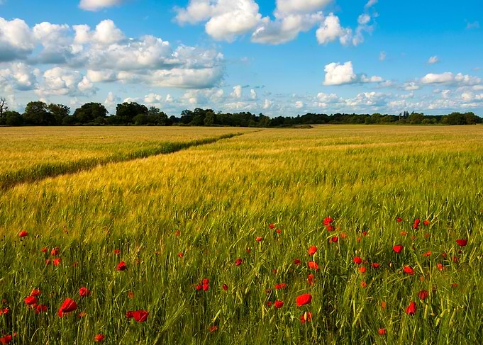 Path through a field