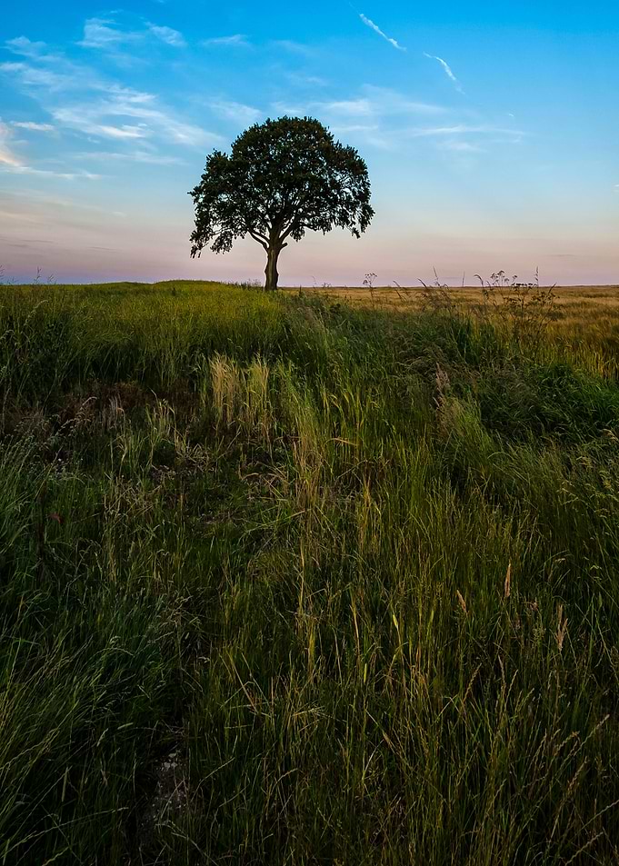 Evening Tree