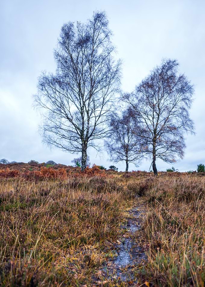 Three Trees