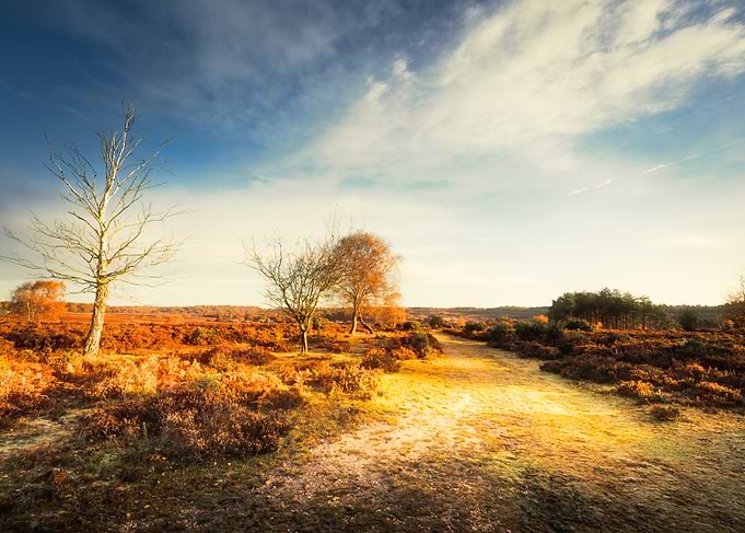 New Forest