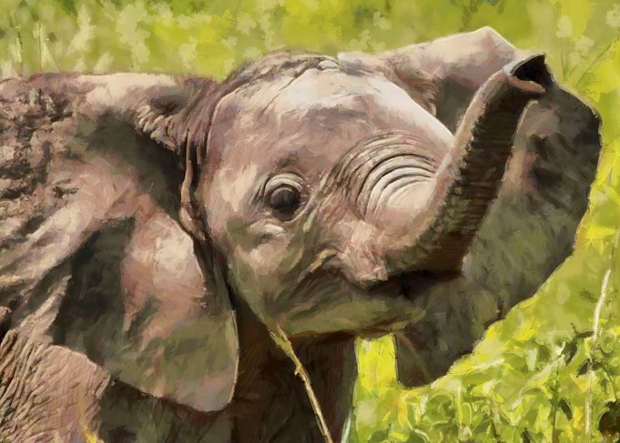 Baby Elephant